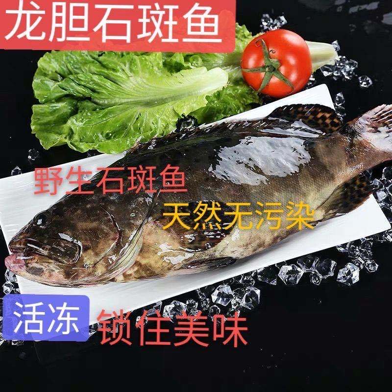 鮮活石斑魚石斑魚冷凍珍珠斑魚龍膽老虎斑(1-2斤)年貨春節年夜飯送禮