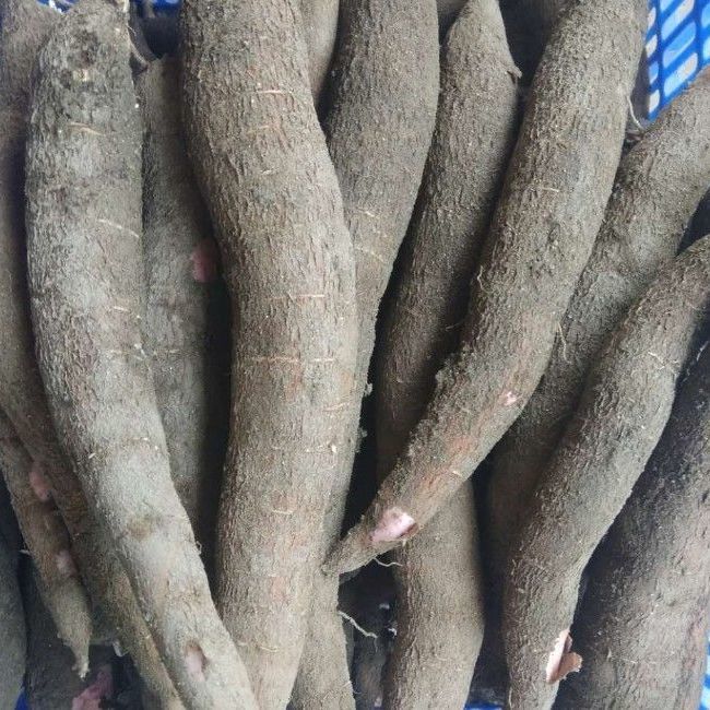 新鲜面包木薯新鲜木薯1-15斤天然农家特产白薯树薯甜木薯树 5斤新鲜