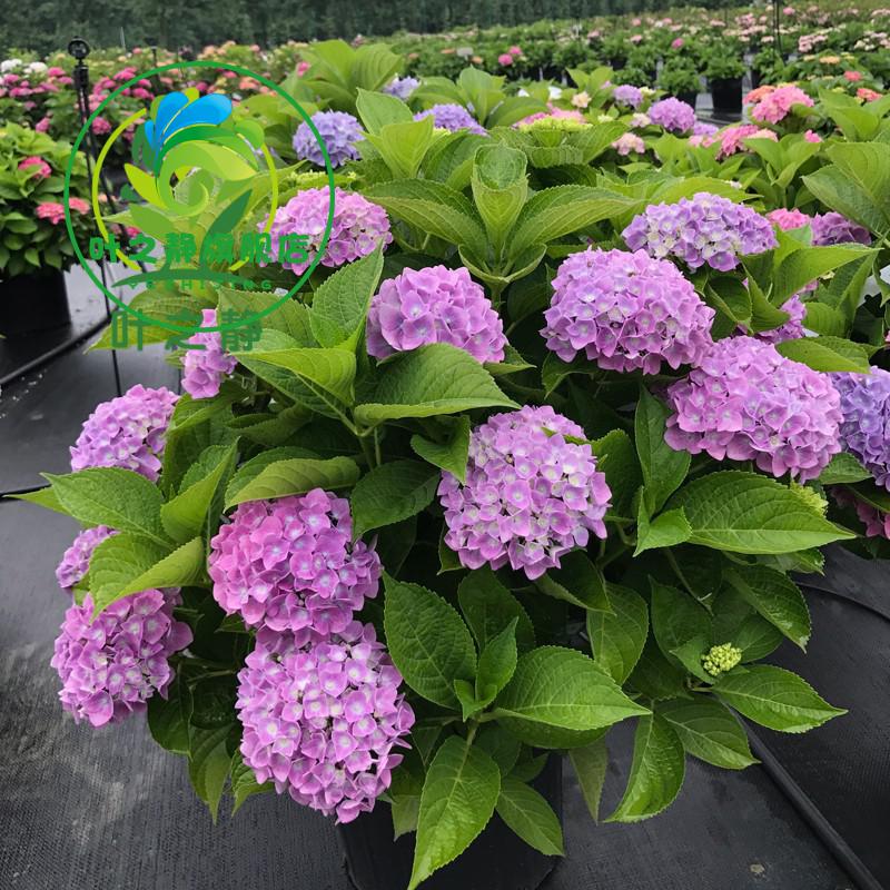 耐寒无尽夏八仙花绣球花苗盆栽花卉观花植物室内花卉四季开花绿宝石2