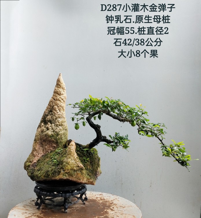 四川金弹子盆景熟桩金了弹树桩金单弹子庭院植物母桩 339 带盆栽好