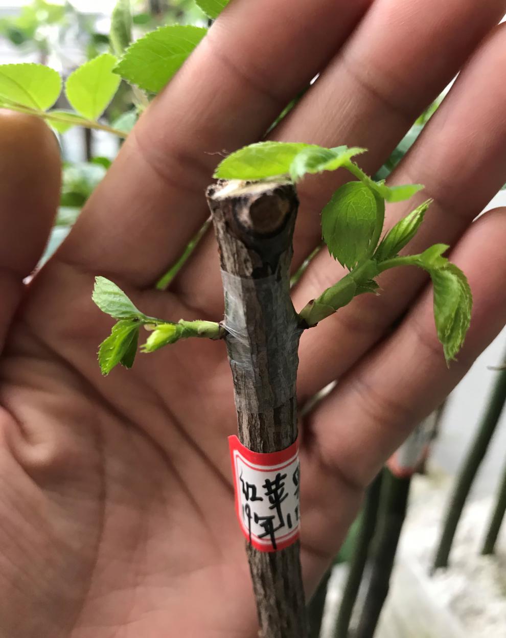 进口糯米纸嫁接膜嫁接带石蜡透气月季芽枝接膜 2.