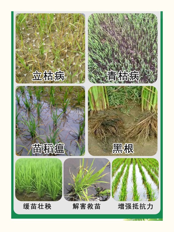 水稻壮秧剂专用叶面肥料增产套餐根腐病甲霜恶霉灵土壤剂农药 700ml