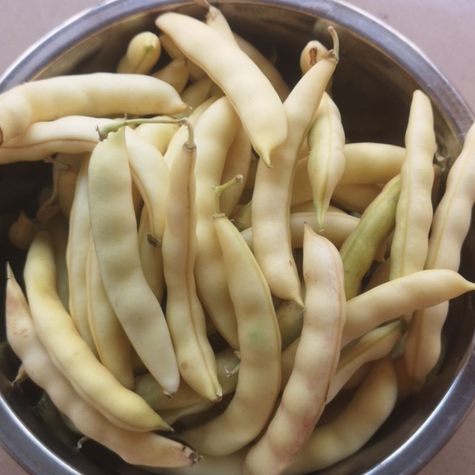 新鲜东北纯弯钩黄豆角,黄金钩,鼓豆豆角 现摘现发 坏果包赔 三斤装弯