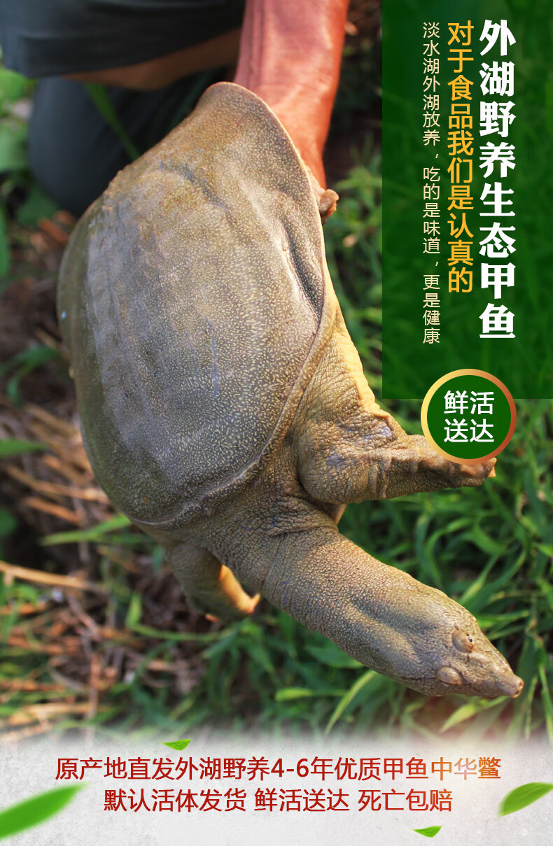 外湖野养生态甲鱼中华鳖团鱼老鳖公鳖现货现捕生鲜水产 鲜活甲鱼3斤