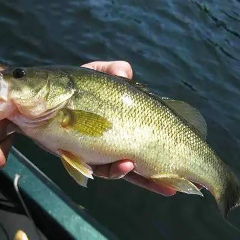 淡水鱼新鲜鲜活国产鲈鱼清蒸大口河鲈加州鲈鱼现捕现发 湘鄂地区单条