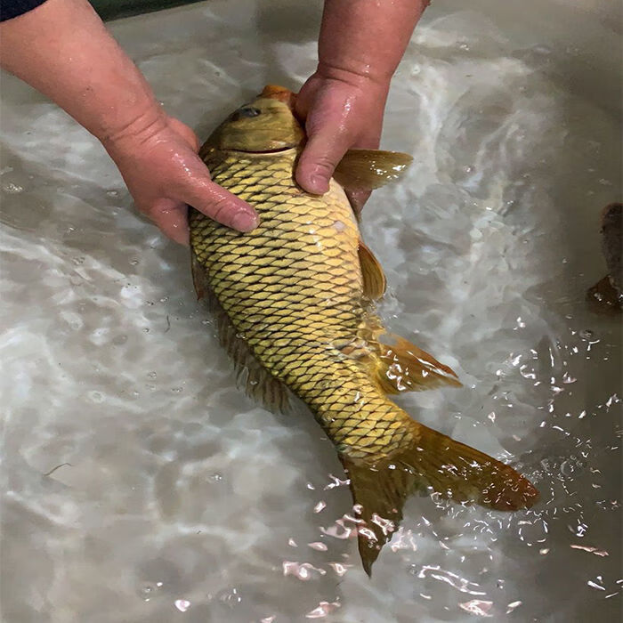 lism千岛湖正宗青鲤鱼鲜活大鲤鱼冷水现杀原生态无刺鱼肉活体生物4斤