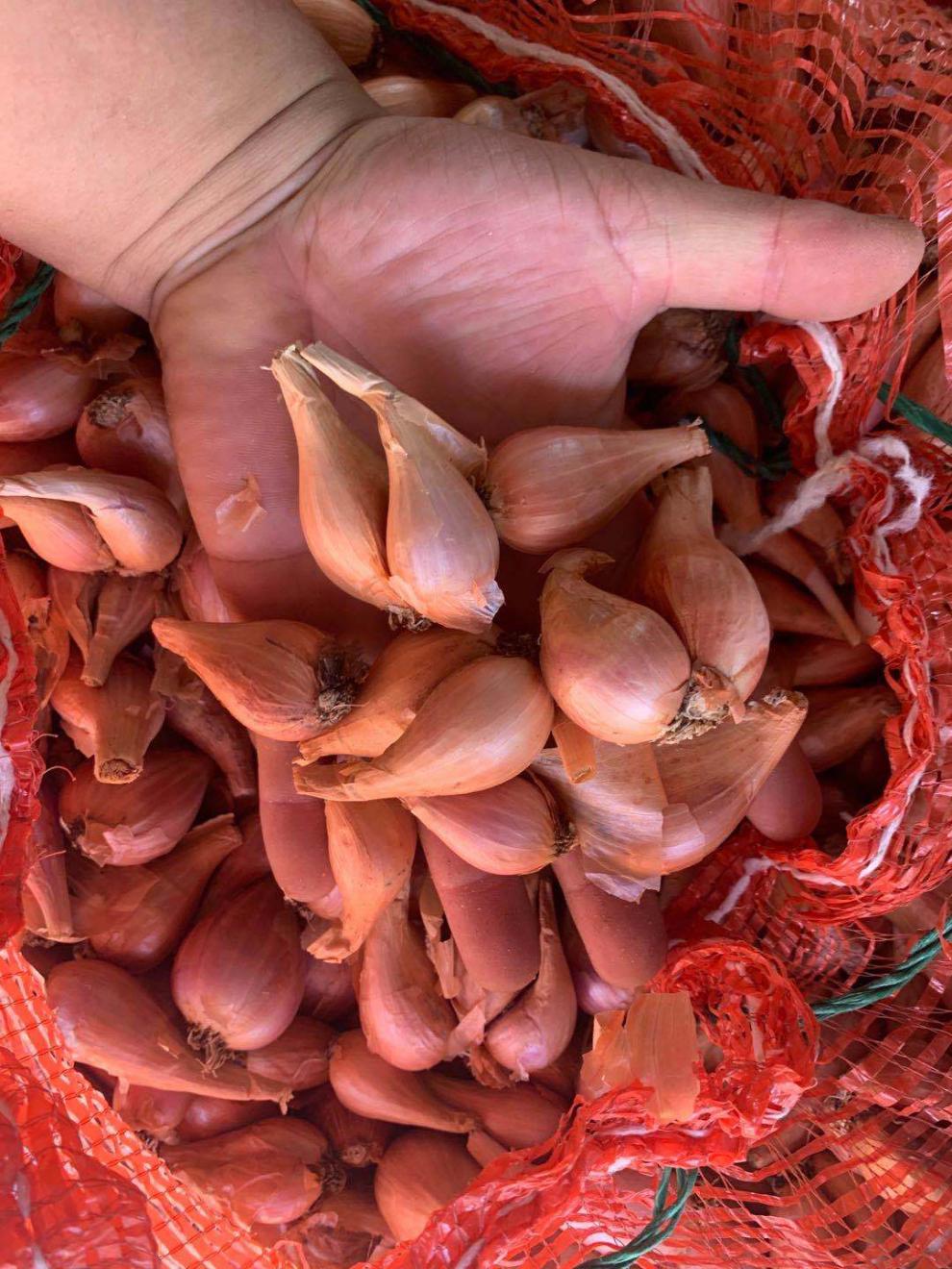 四川香葱头黄葱头种子盆栽小葱头火葱洋葱头油葱小香葱头红葱头农 2斤