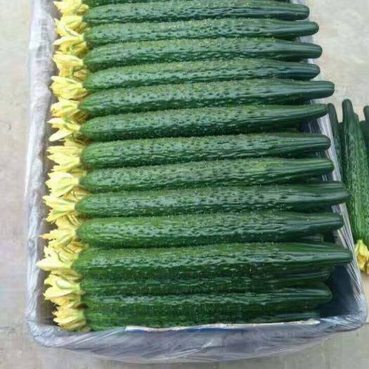 津研四号黄瓜种子绿瓤心肉水果春秋四季阳台盆栽高产蔬菜种籽苗孑