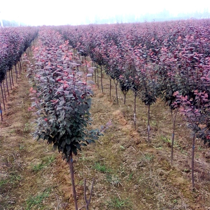 紫叶李树苗庭院绿化紫叶李树工程苗木紫叶李子小苗红叶李子树苗四季