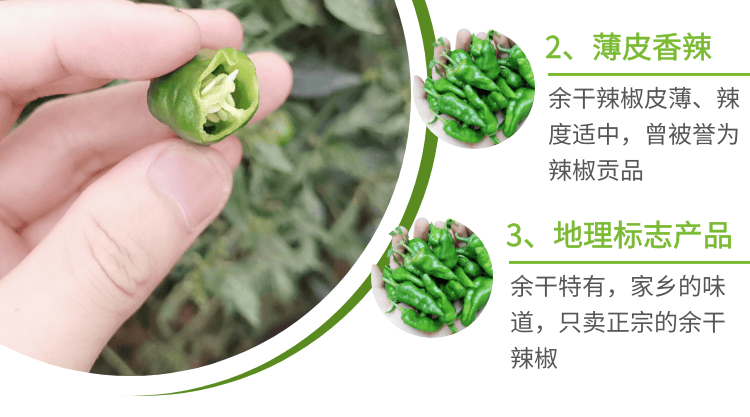 晨臻正宗新鲜江西辣椒余干枫树农家土辣椒薄皮青辣椒8斤