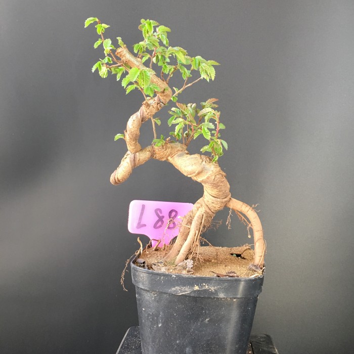 小叶榔榆盆景造型榆树植造型独特榆树盆景银色p107带盆栽好