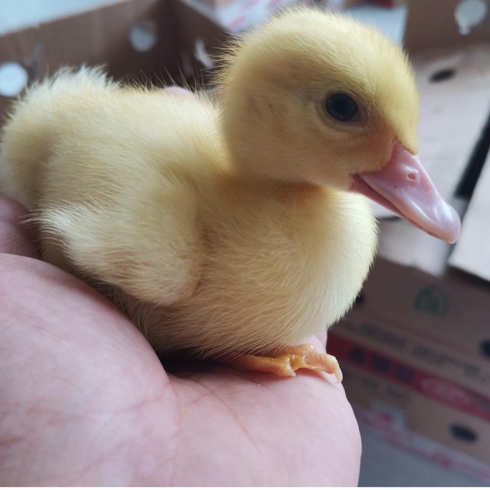 不二臣网红宠物小黄鸭苗小鸭子宠物活物小黄鸭可爱活的可爱柯尔鸭活体