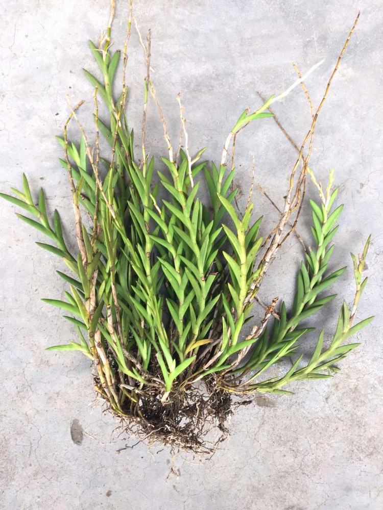 剑叶石斛 盆景观赏石斛 兰附生吊兰花卉 绿植盆栽长绿不落叶包 5苗 不