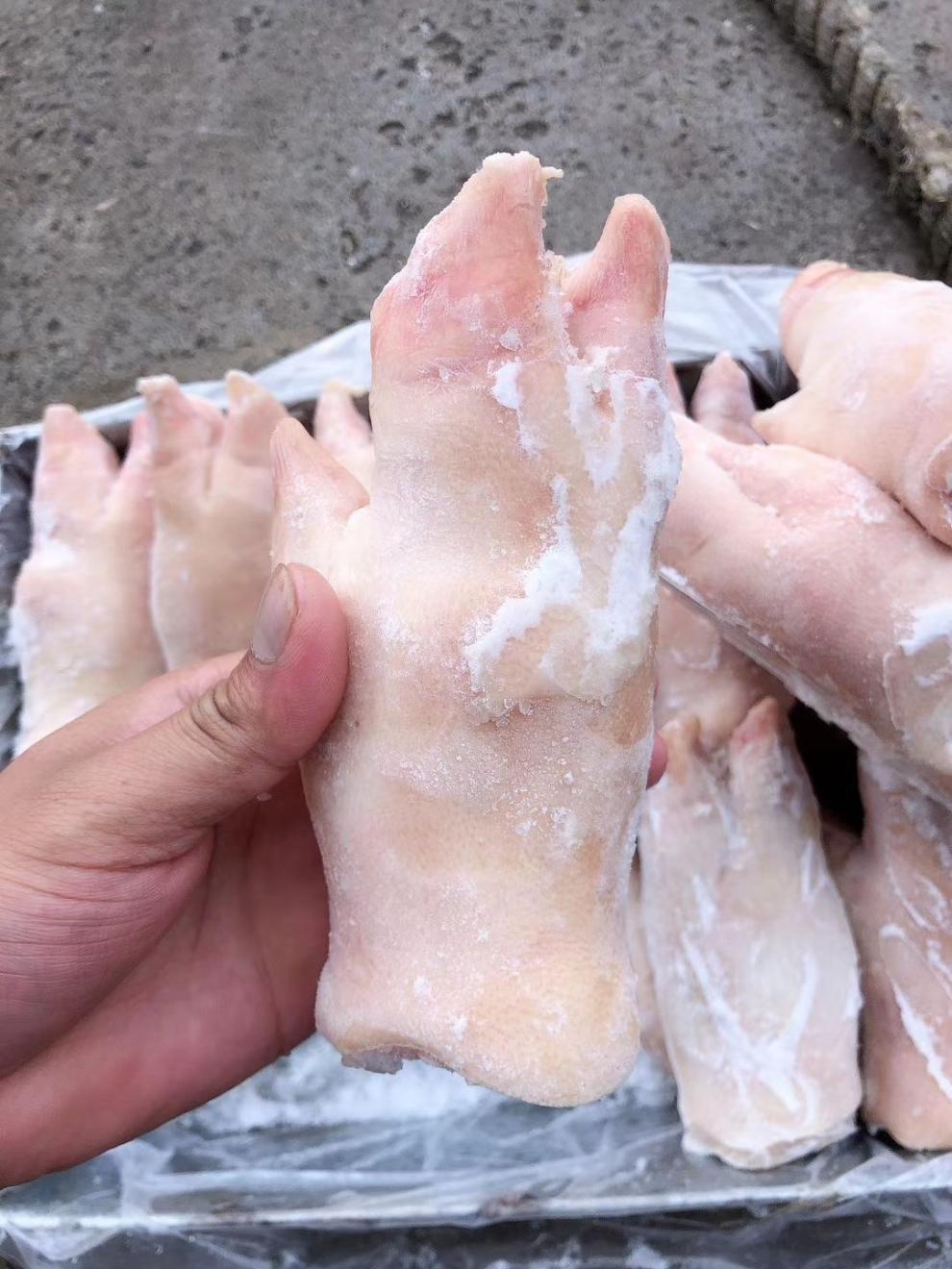 新鲜猪蹄猪脚带筋猪前蹄20斤20个左右干净大小均匀卤菜饭店食材 广东