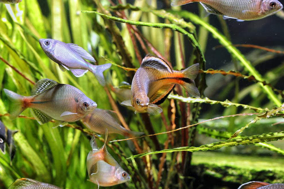 cmcm廣東齊氏鱊鯉科魚冷水原生魚稀有彩石高體火山鰟鮍觀賞魚好養耐活