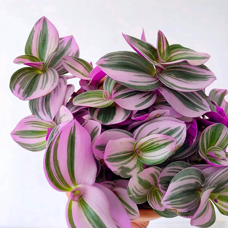 采缇 荷兰婚礼油画室内植物玫红色观叶紫露草进化空气吊兰 油画婚礼4