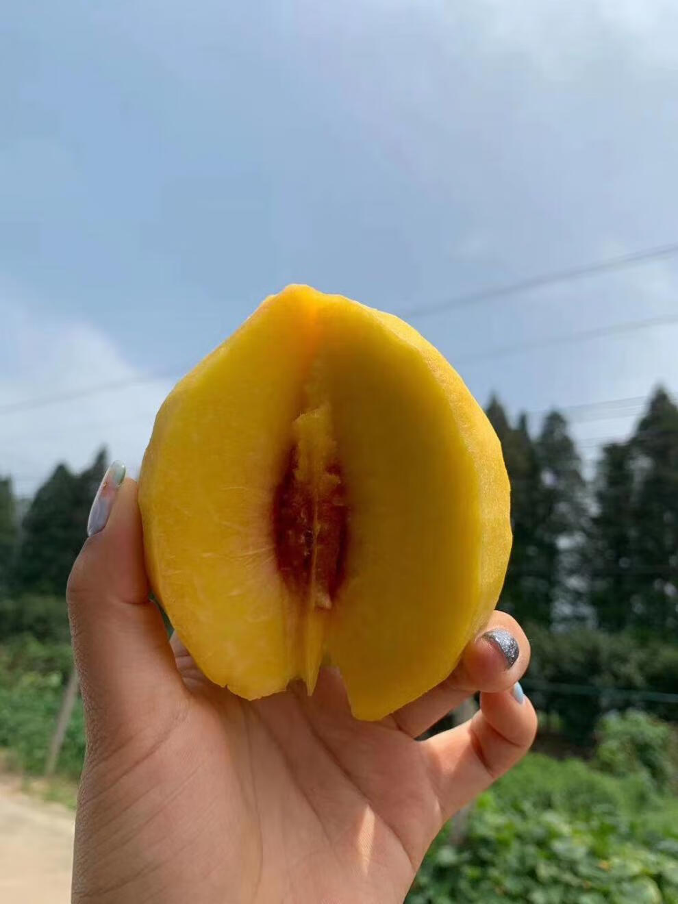 玫栀 正宗湖北荆州三湖锦绣黄桃红心脆桃果园现摘现发新鲜10斤装 顺丰