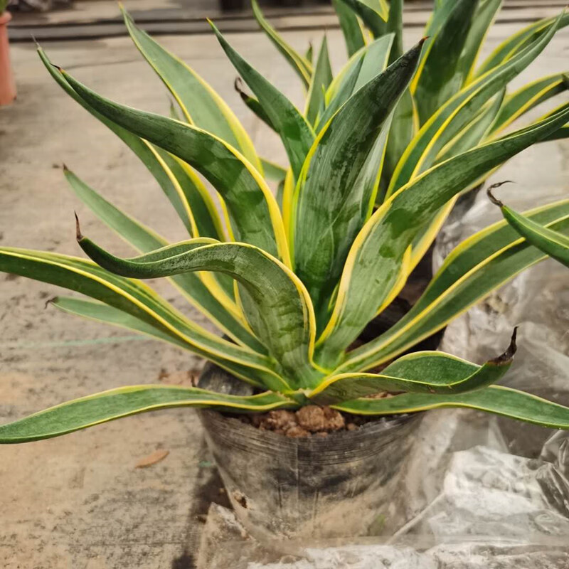 金边金边龙蛇兰黄金兰龙舌兰大苗多年生开花多肉植物 水培虎皮兰3棵