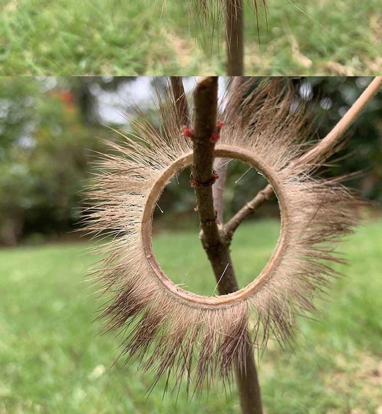 私密发货 锁精天然山羊眼圈男用阴茎锁精套环女用刺激高潮 一只