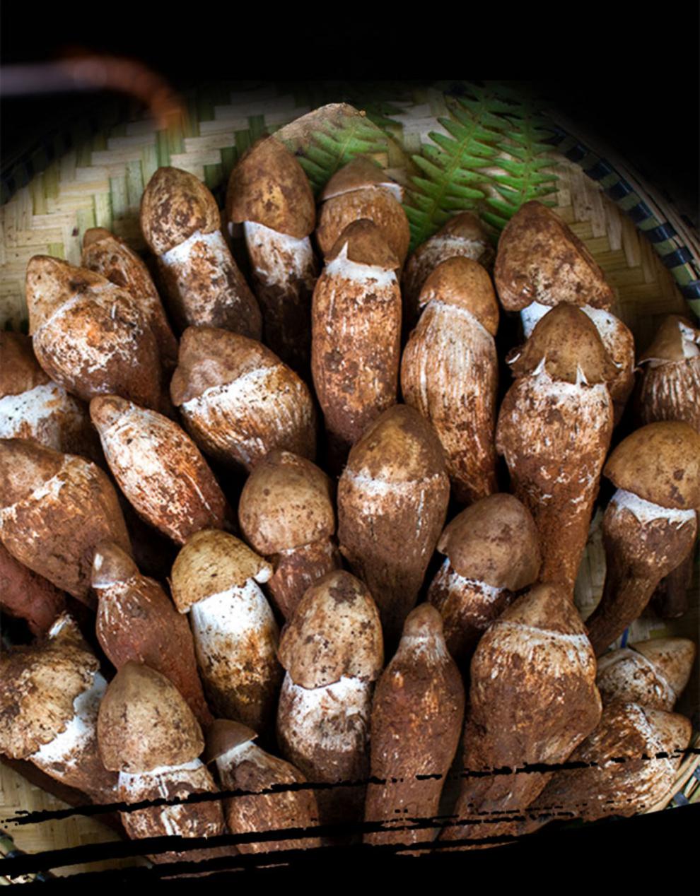 荔枝菌 500g 云南新鲜鸡枞菌菇新鲜棕菇菌子火把鸡枞油顺丰 现货小鸡