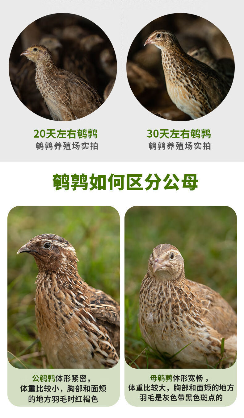 鵪鶉活體鬥鵪鶉鳥下蛋青年種雞繁殖寵物沙維黃羽產蛋鵪鶉 精品齊毛