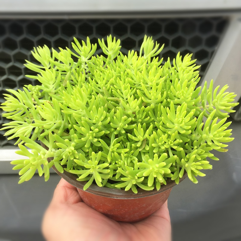 黄金佛甲草盆栽夏季耐热可暴晒耐寒四季常绿地被植物庭院假山造景