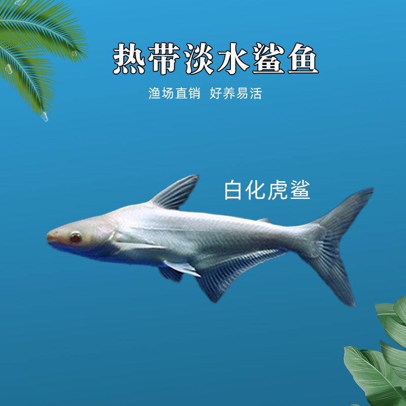 楠苑秋颖热带观赏鲨鱼成吉思汗鲨白化虎鲨大白鲨淡水鲨鱼中大型凶猛好
