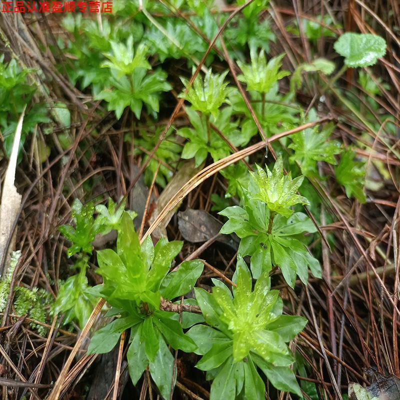 官方旗舰同仁回心草铁脚一把伞新货云南腾冲特产全干货自然晒干有仁堂