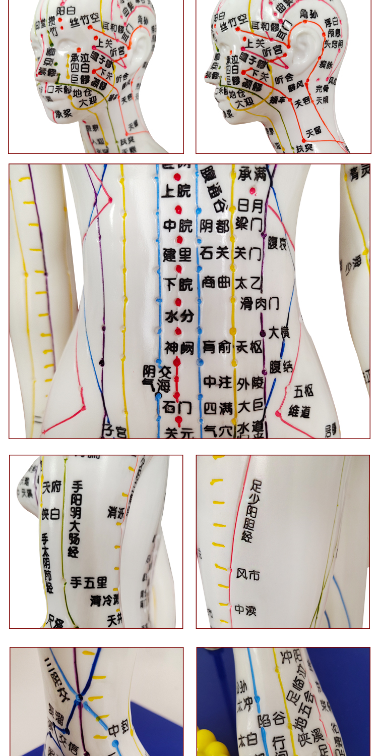 中医针灸穴位图人体模型教学男女全身十二经络小皮人硅胶穴位模特 60