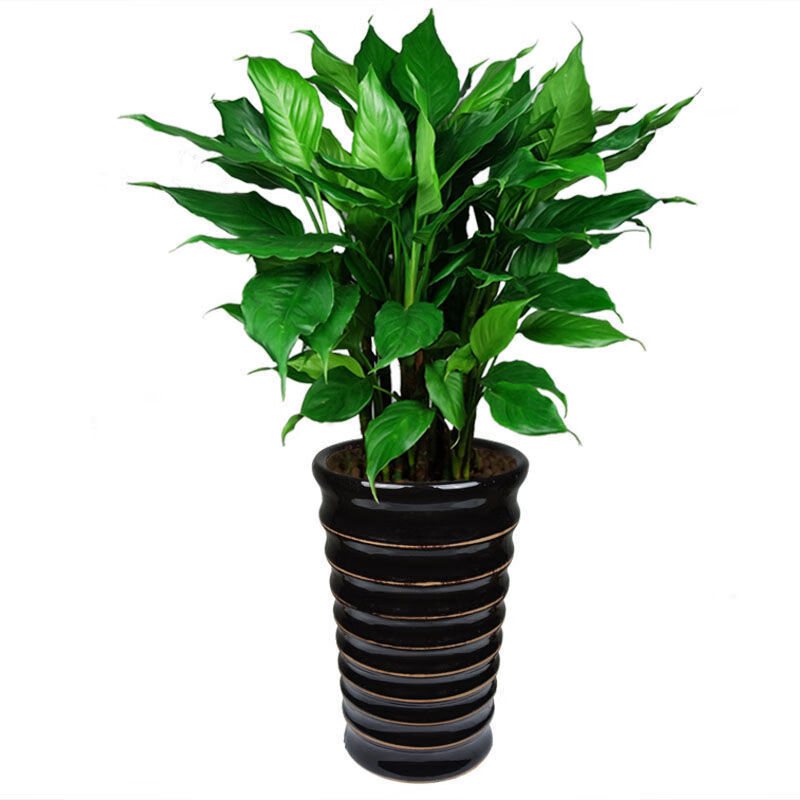 万年青万年青绿植盆栽四季常青吸甲醇植物室内桌面客厅大型盆景花卉含
