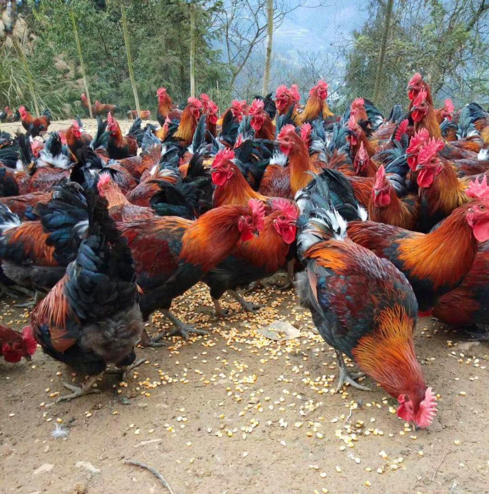 农家散养山东大公鸡新鲜宰杀公鸡土鸡笨公鸡鸡肉走地鸡公鸡罗菲迪新