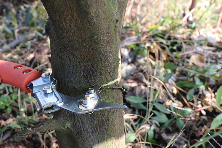 蜜柚桔子环割刀荔枝树环剥刀果树可调节砂糖桔环剥器柑橘环割器双割双