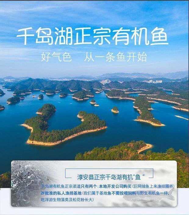 千岛湖有机鱼活鱼胖头鱼大头鱼包头鲢鱼2025斤