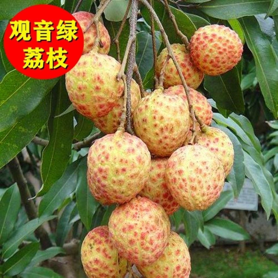 【观音绿】广东观音绿荔枝新鲜现摘现发 5斤10斤冷链发 5斤装