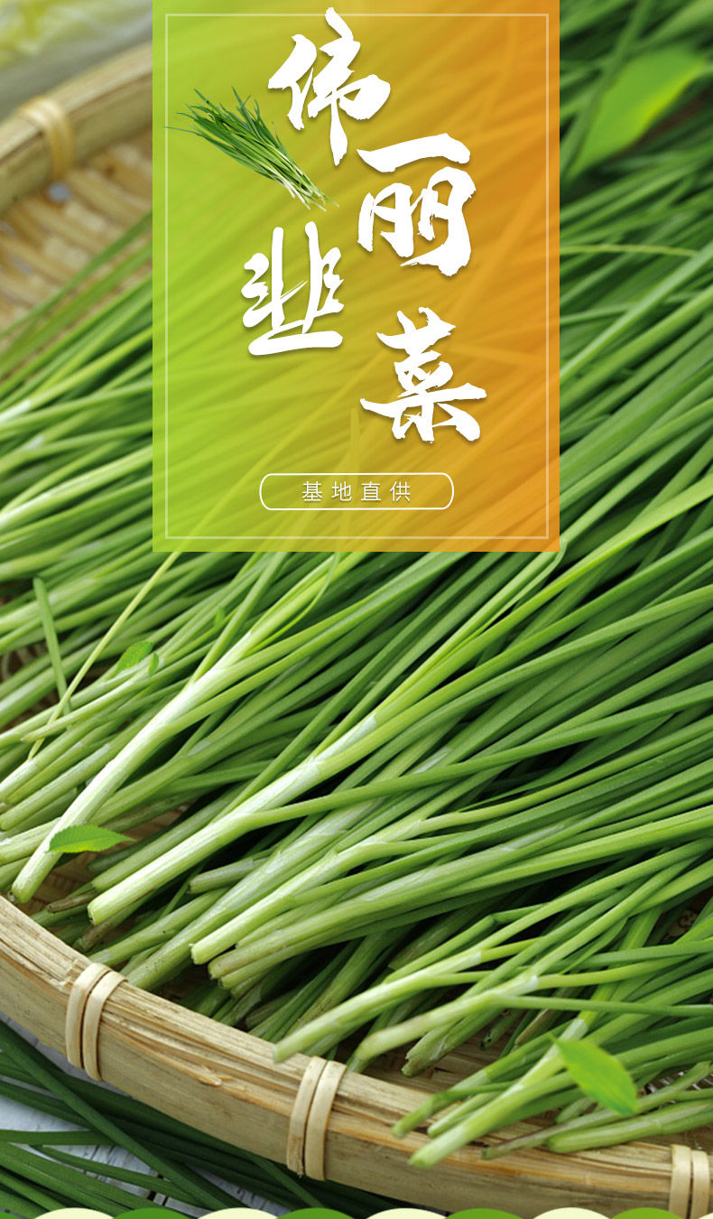 新鲜韭菜3斤蔬菜四季菜叶宽粉红根农家自种高产春秋季大田嫩韭菜10斤