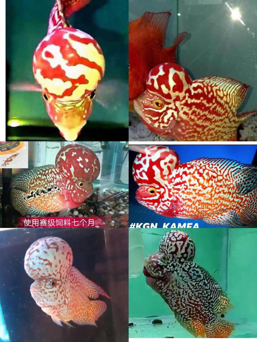 不二臣泰国进口观赏罗汉鱼泰金幻彩虹退沙红金花火凤蛇纹泰古典精品苗