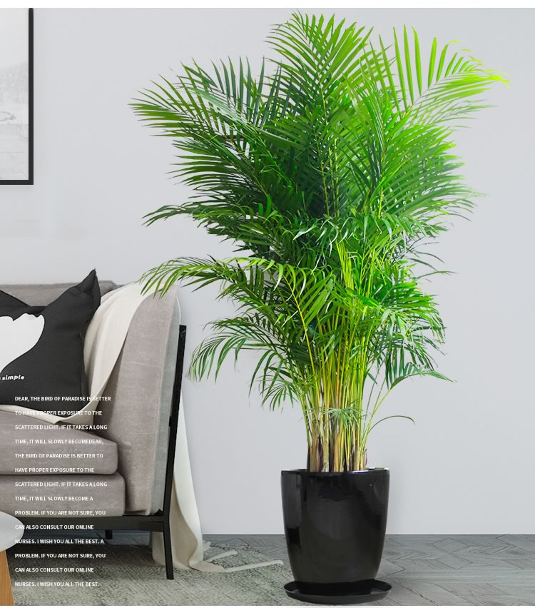 散尾葵客厅花卉盆栽绿植大型植物办公室绿植租摆散尾北欧风凤尾竹精品