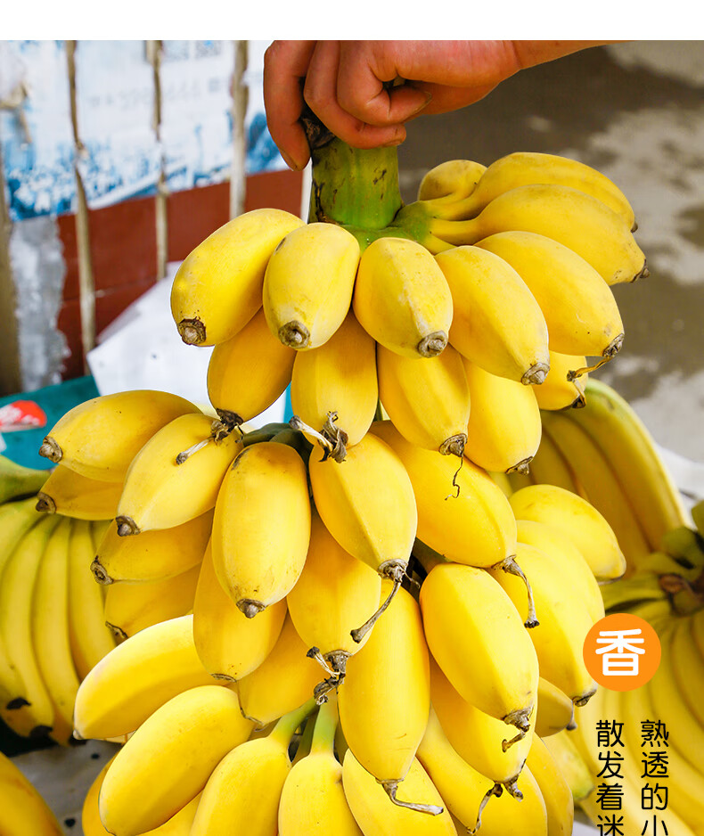 媚调 广西小米蕉 新鲜自然熟甜糯米香蕉绿皮珍珠小芭蕉热带水果海南