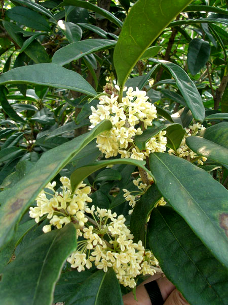 盆栽地栽桂花树苗桂花新品种天香台阁 桂花苗花期长花香浓郁 朱砂红2