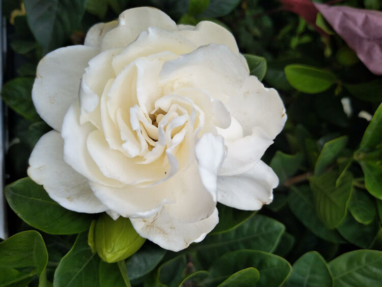 栀子花重瓣栀子花盆栽苗室内外植物四季常青浓香型四年苗小叶栀子花不