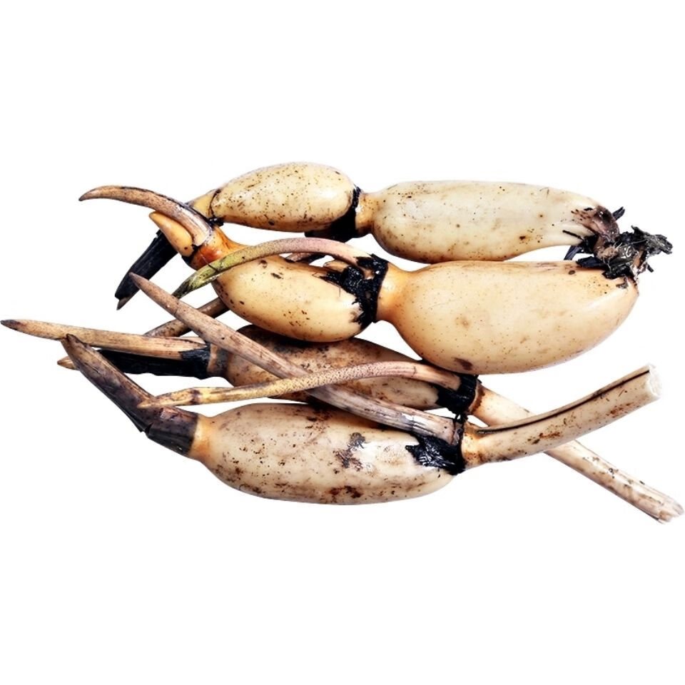 【精选果蔬】莲藕苗种藕苗高产食用莲藕荷花苗莲藕苗观赏藕苗盆栽藕苗