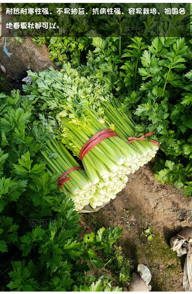 寿光蔬菜种子 山东土芹菜种子 四季芹菜种子 香芹小芹菜籽 芹菜苗