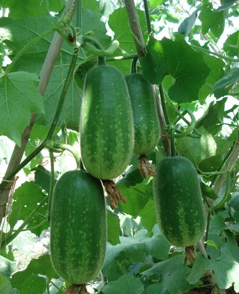 【京鲜达】 新鲜现摘小冬瓜毛节瓜当季新鲜小节瓜农家小毛瓜新鲜蔬菜