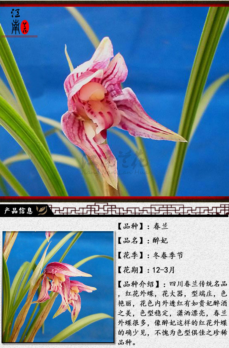 春兰红花系列滇红素花大浓香春带浓香花苞出售1棵99醉杨妃1丛4苗连体