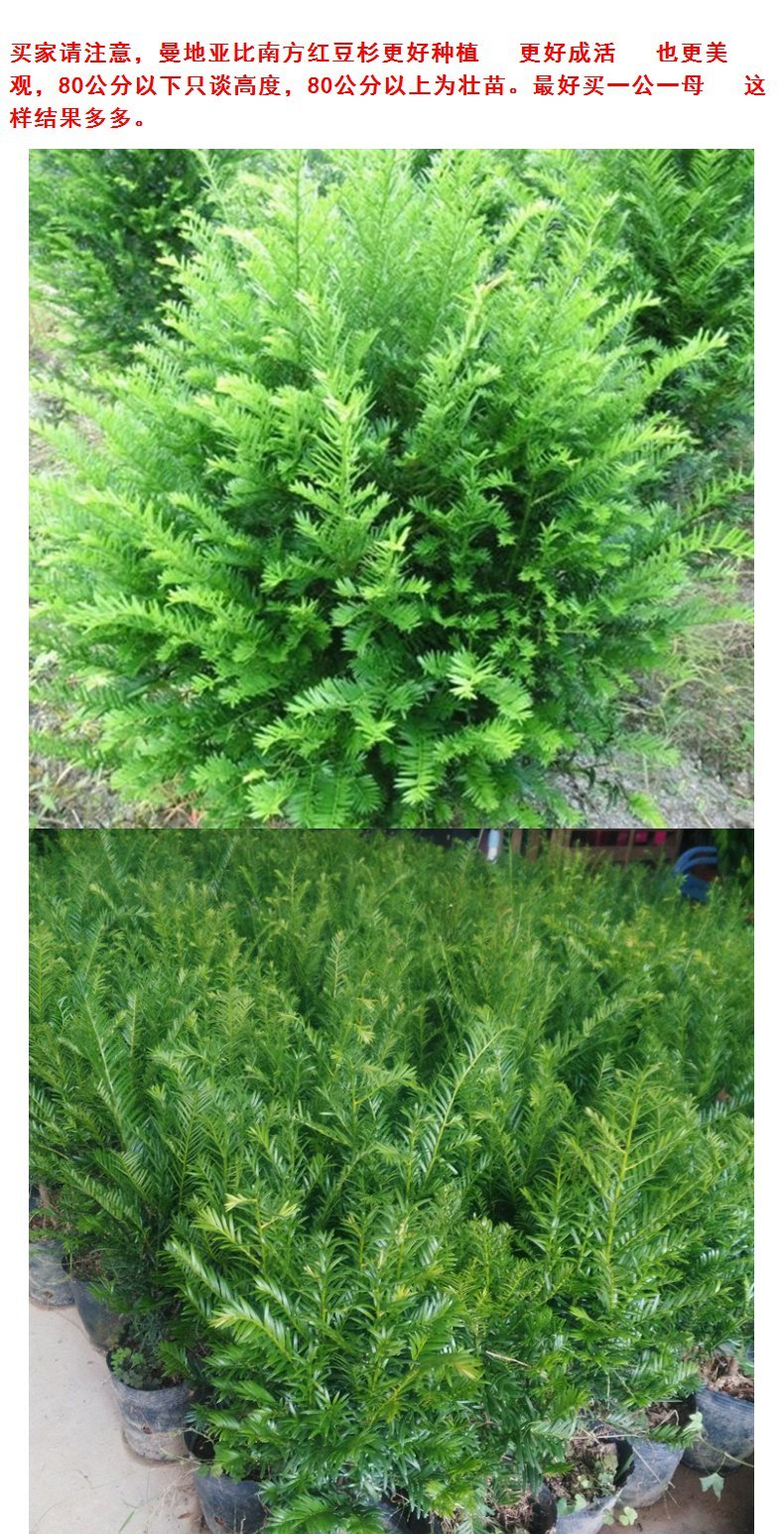 红豆杉树苗00正宗曼地亚红豆杉树苗南方红豆杉要想结果一公一母曼地亚