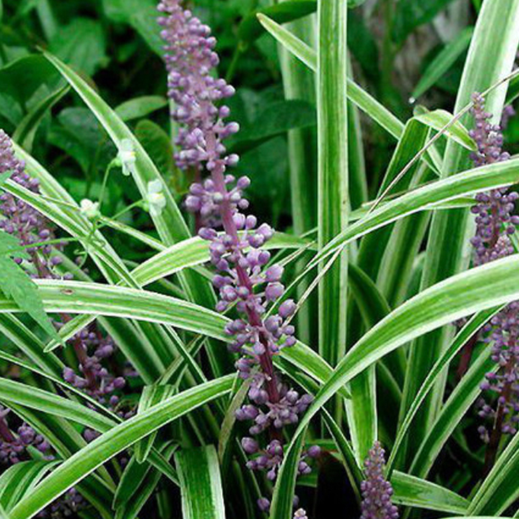 金边麦冬草阔叶苗耐阴耐寒四季常青庭院盆栽植物常绿玉龙草矮麦冬吉祥