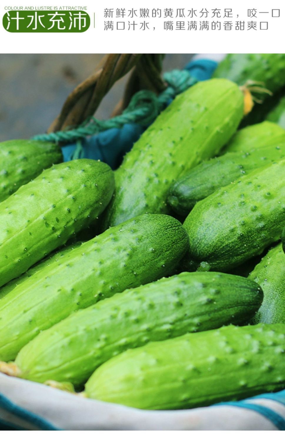 新鲜旱黄瓜生吃水果黄瓜现摘农家蔬菜当季刺青瓜脆嫩小黄瓜 5斤精选