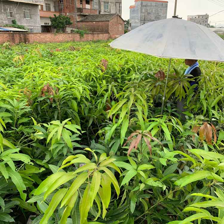 战长沙芒果树苗金煌桂七贵妃芒果苗水嫁接特大盆栽阳台南方种植 金煌
