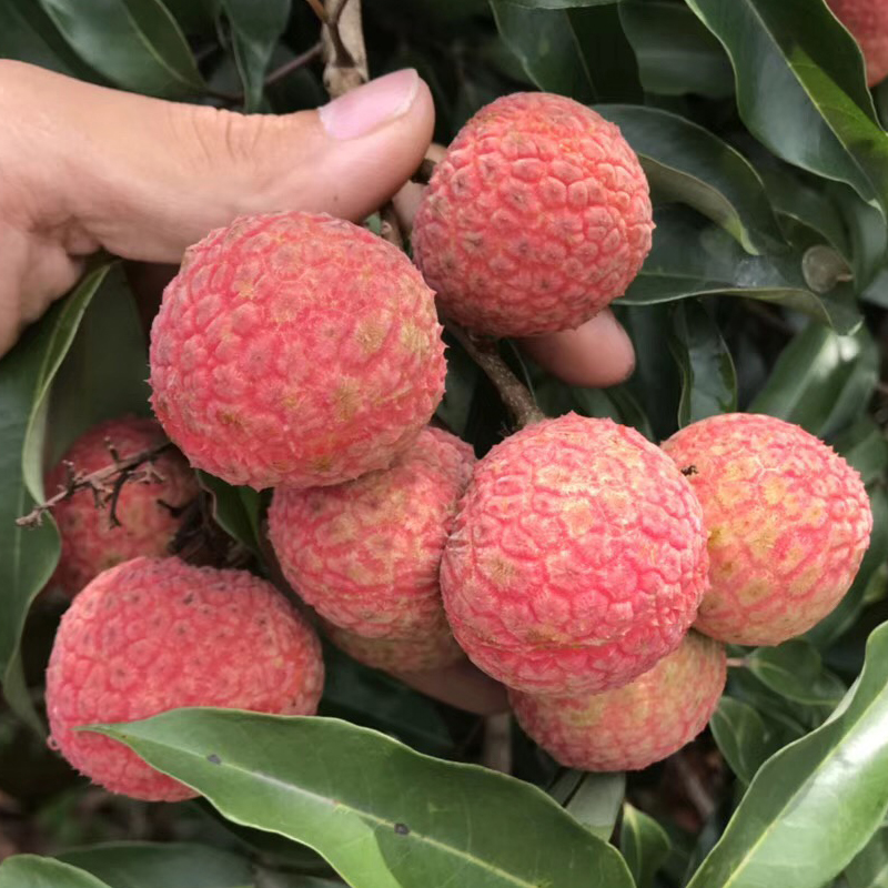 白糖罂荔枝新鲜5斤顺丰空运农家孕妇水果现摘现发4月尝鲜 鲜甜多汁