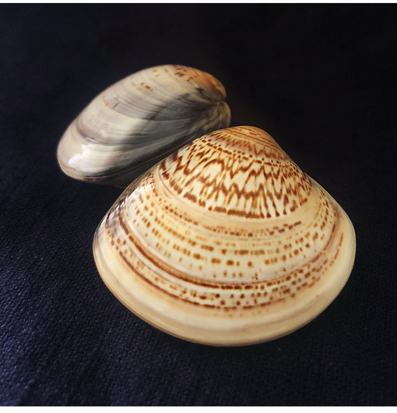 5个装老上海蛤蜊油国货防干裂贝壳油歪歪油哈喇护手霜哈利滋润手足